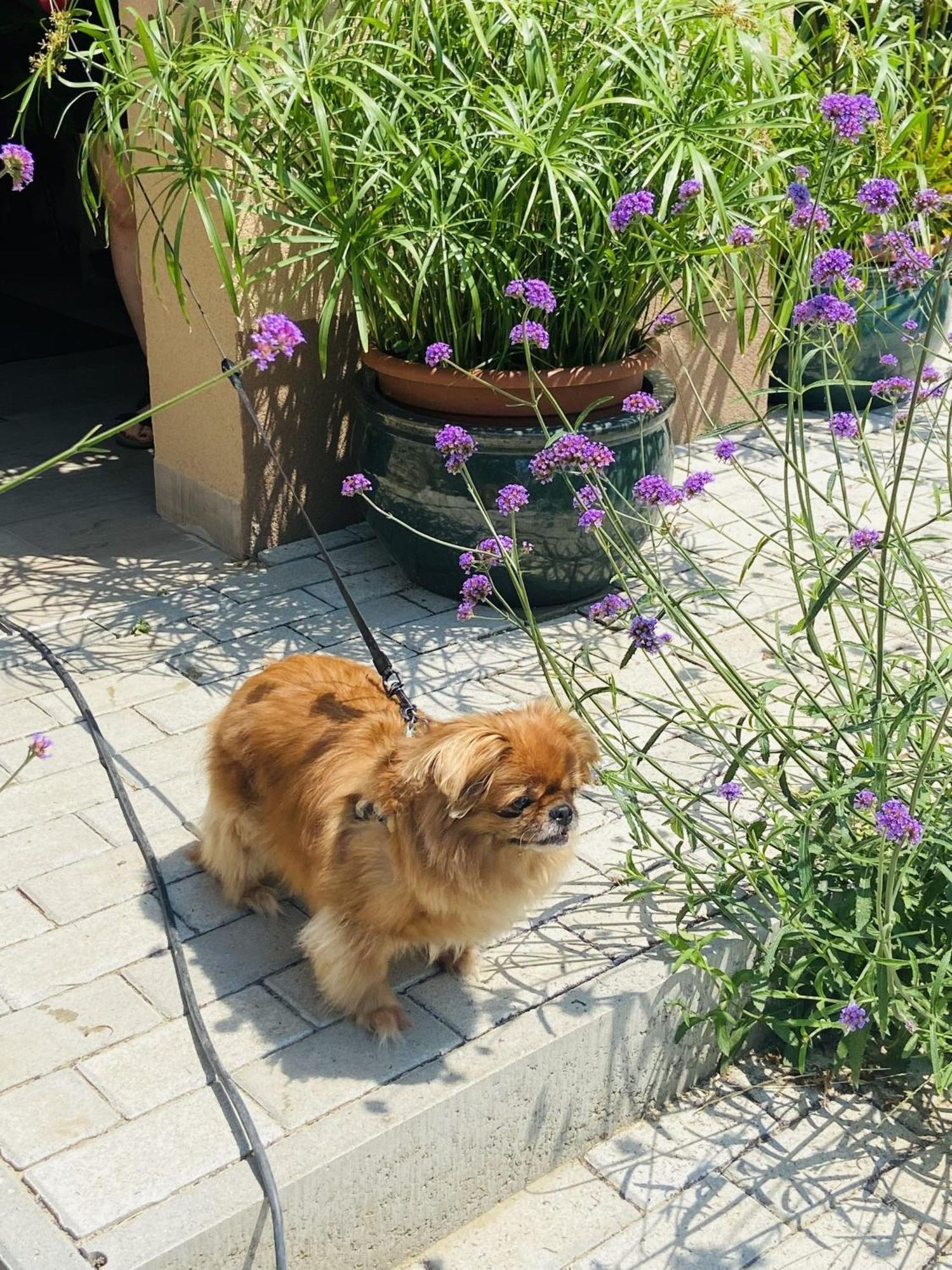 Arany Vendeghaz Villa Szarvas Kültér fotó